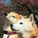 literalplus's avatar